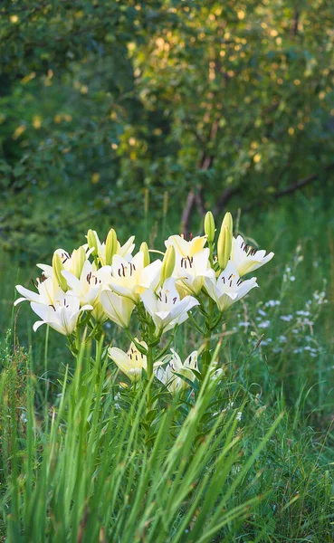 Yaz Bahçesinde Çiçek Açan Beyaz Zambaklar Dikey Resim — Stok fotoğraf