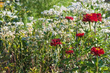 Güneşli bir günde kırmızı zinnia çiçekleri olan yaz bahçesi