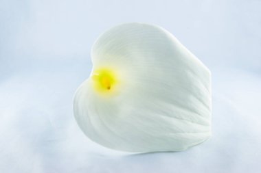 Beyaz arum çiçeği için beyaz arkaplanı kapat