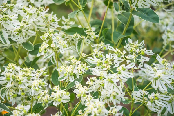 Blooming White Spurge Euphorbia Flowers Background — Stock Photo, Image