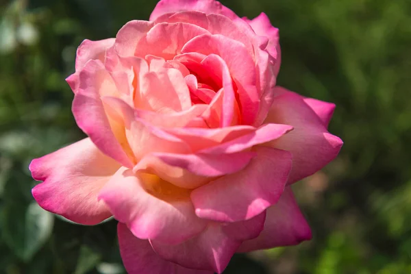 Close Para Bela Rosa Rosa Flor Luz Sol — Fotografia de Stock