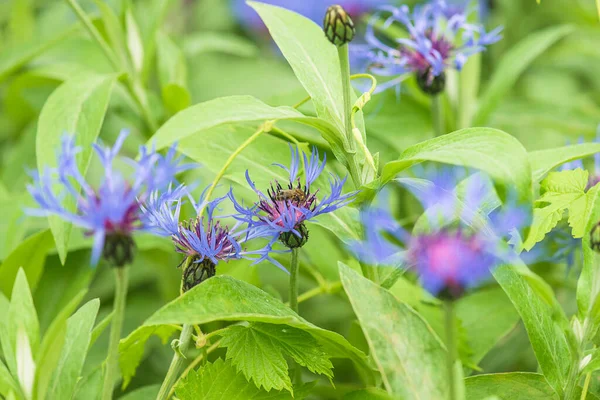 Zavřít Pro Modré Chrpy Letní Zahradě Selektivní Zaměření — Stock fotografie