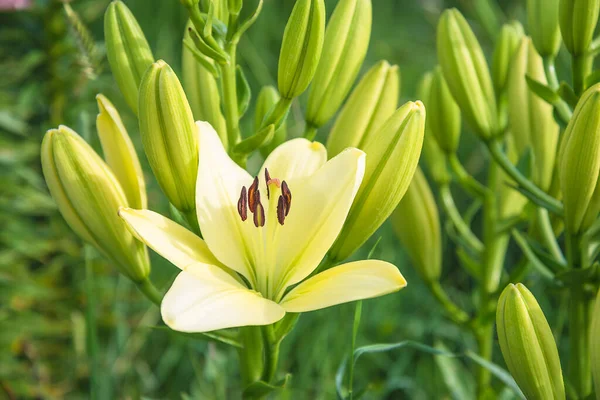 Цветы Бутоны Белой Лилии Крупным Планом — стоковое фото