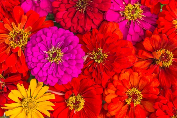 Close Red Purple Zinnia Flowers Top View Bright Floral Background — Stock Photo, Image