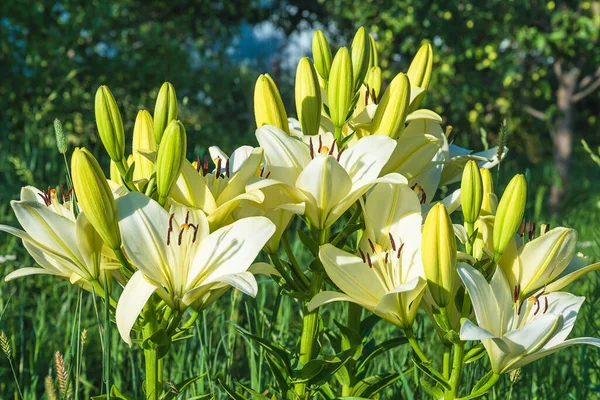 Белые Лилии Цветы Почки Цветущие Солнечный День Летнем Саду — стоковое фото