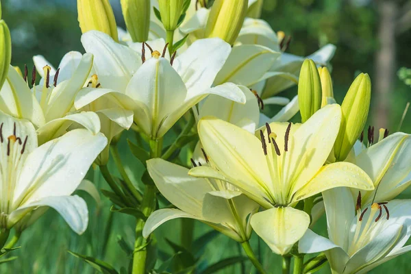 Закрыть Белых Лилий Цветки Бутоны Цветущие Летнем Саду — стоковое фото