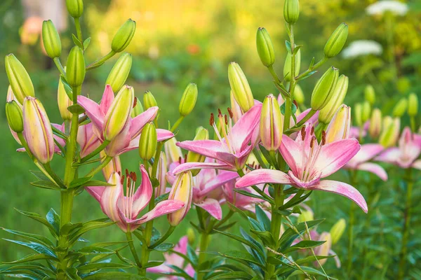 Закройте Розовые Лилии Цветками Бутонами Цветущими Летнем Саду — стоковое фото