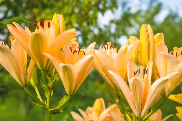 Gros Plan Pour Fleurs Bourgeons Lis Orange Dans Jardin Été — Photo