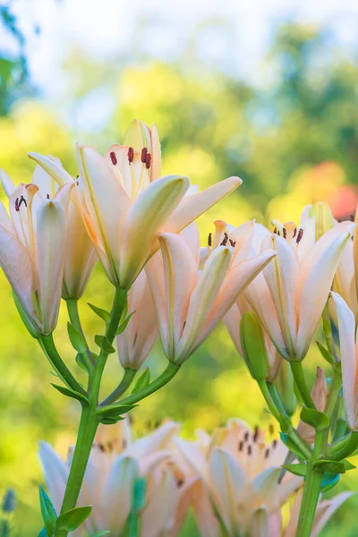 Närbild För Rosa Liljor Blommor Och Knoppar Blommar Sommaren — Stockfoto