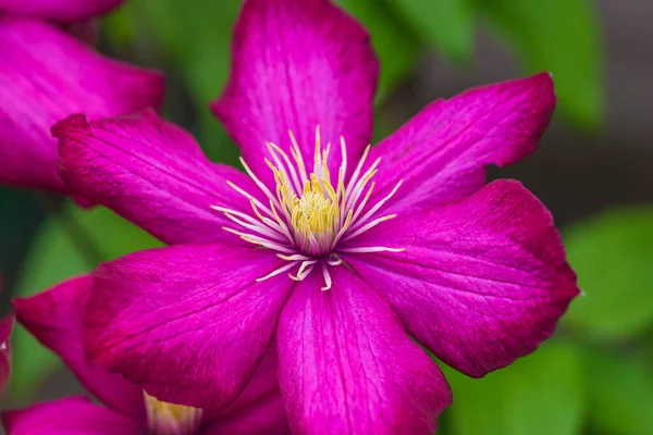 Mor klematis çiçeği için yakın çekim 