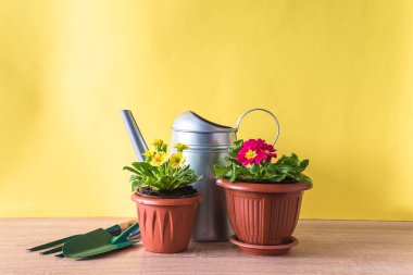 Bahar bahçıvanı konsepti, saksılarda çiçek açan primula, bahçe malzemeleri, sarı arka planda sulama kutusu.