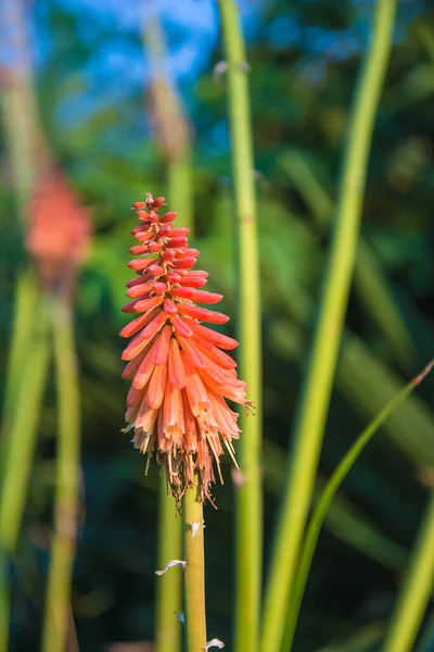 Naranja Espiga Flor Kniphofia Luz Del Sol Imagen Vertical —  Fotos de Stock