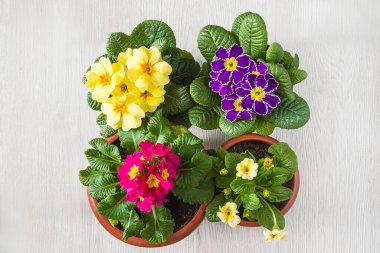 Çok renkli çuha çiçekleri ya da saksılarda primula çiçekleri.