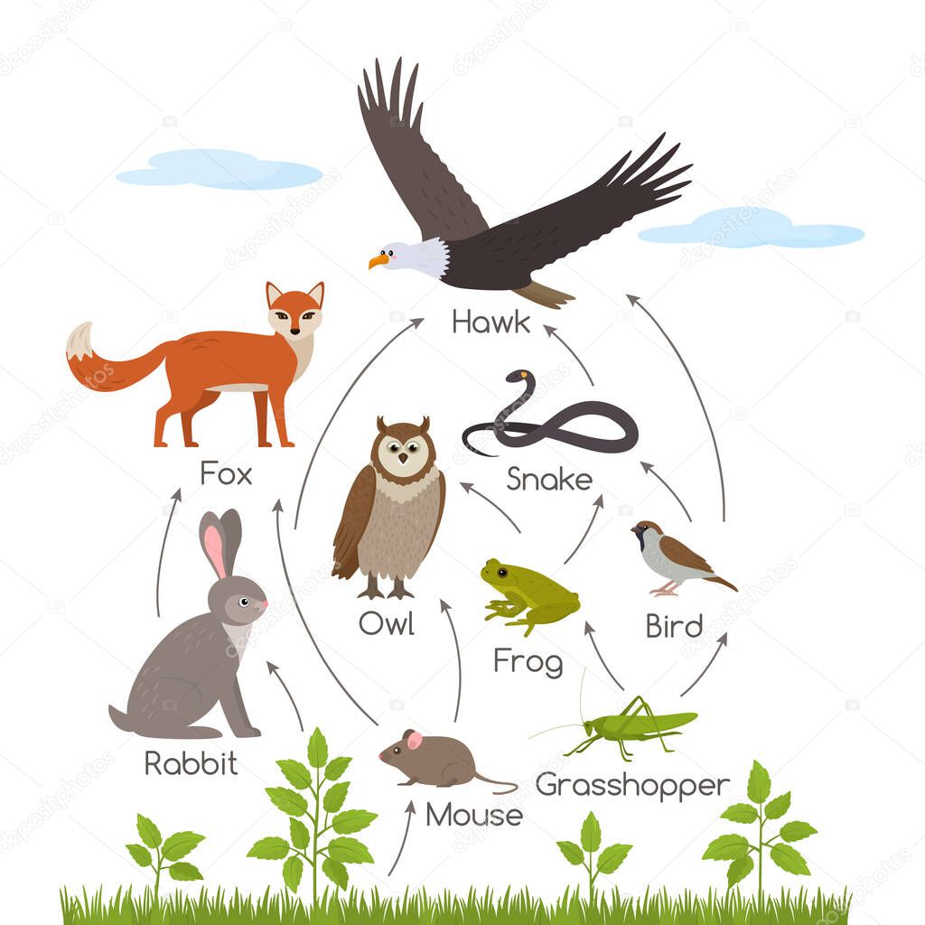 Educational banner for kids about the food chain in the wild. Wildlife food pattern diagram. vector illustration isolated on white background