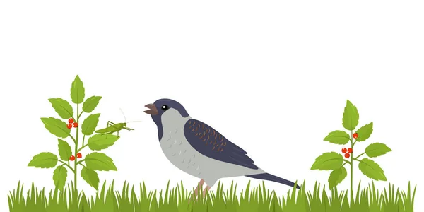 绿草上的鸟想吃蚱蜢 给孩子们的关于野外链条包装的教育横幅 鸟类和非昆虫的喂养方案 白色背景图表 — 图库矢量图片