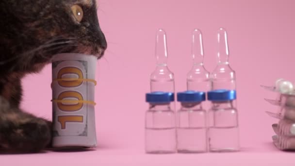 Gato Muerde Mastica Dinero Fondo Rosa Con Ampollas Farmacéuticas Animales — Vídeos de Stock