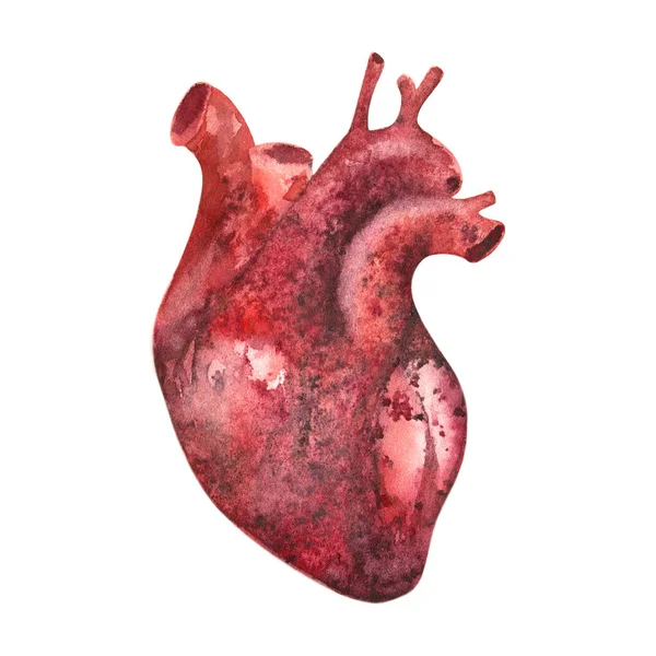 Corazón Ilustración Realista Acuarela Ilustración Órganos Humanos Aislados Sobre Fondo — Foto de Stock