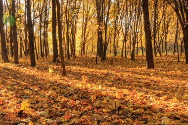 Ormanda Güneş Işığıyla Renkli Yapraklar