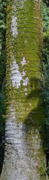 木の幹の垂直ビュー 垂直方向 コンセプト — ストック写真