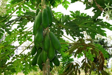 Papaya tarlalarındaki ağaçta papaya meyvesi