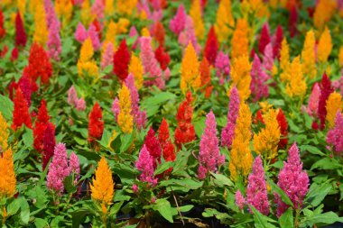 Renkli Çiçek açan horoz tarağı, Tilki kuyruğu arranth, Celosia Plumosa ya da Celosia argentea 'yı kapatın.