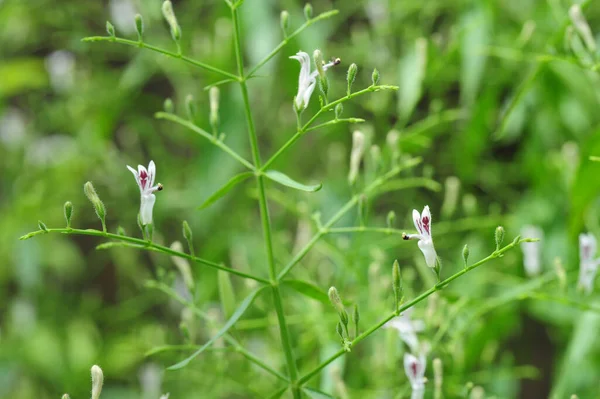 Vaina Verde Flor Andrographis Paniculata Comúnmente Conocido Como Creat Chiretta — Foto de Stock