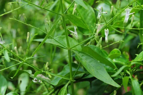 Hojas Andrographis Paniculata Comúnmente Conocido Como Creat Chiretta Verde Acanthaceae — Foto de Stock