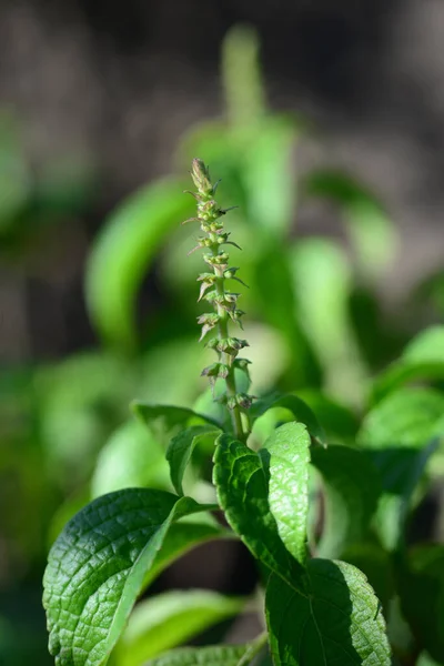 Planta Albahaca Árbol Tiene Muchos Nombres Dependiendo Dónde Cultiva Entre — Foto de Stock