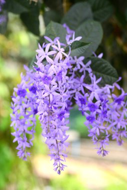 Petrea hacmi L veya Zımpara kağıdı asma ağacı