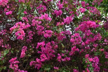 Kağıt çiçek ya da Begonvil