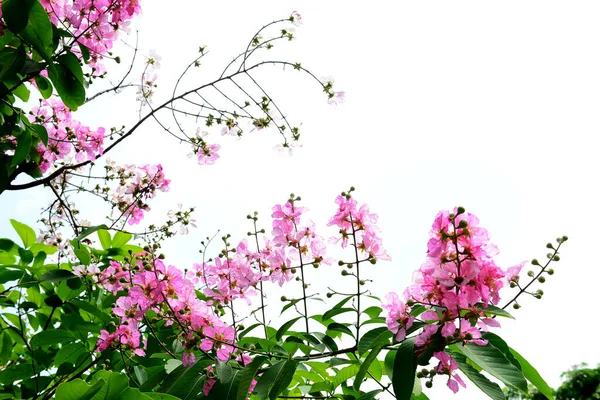 Lagerstroemia Tropikal Güney Asya Özgüdür Mor Çiçekleri Açan Parlak Pembe — Stok fotoğraf
