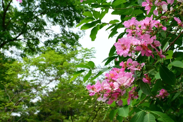 Lagerstroemia Originaria Dell Asia Meridionale Tropicale Albero Deciduo Con Fiori — Foto Stock