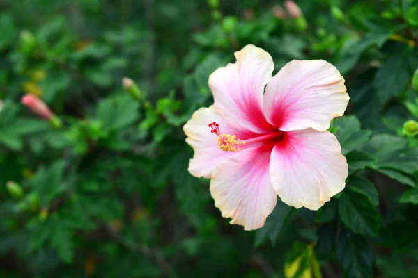 Ayakkabı Çiçeği, Hibiscus, Çin gülü veya Hibiscus rosa sinensis