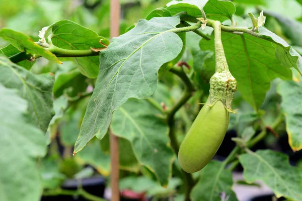 Padlizsán Vagy Solanum Melongena Fán — Stock Fotó