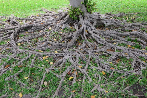 Die Wurzeln Eines Baumes Sind Die Teile Die Keine Knoten lizenzfreie Stockbilder
