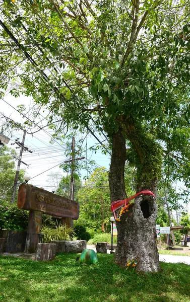 Der Erste Kautschukbaum Thailand Trang Katang Dieser Baum Repräsentiert Die — Stockfoto