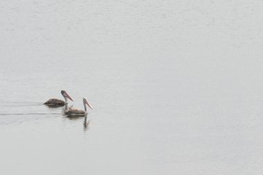 Benekli pelikan (Pelecanus philippensis) veya gri pelikan. Özellikle büyük göller olmak üzere iç kısımlarda ve kıyı sularında yaşayan bir kuştur..