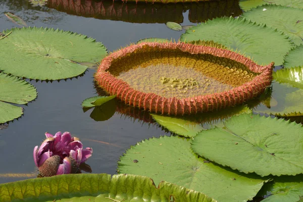 Victoria Adalah Genus Lili Air Dalam Famili Tanaman Nymphaeaceae Dengan — Stok Foto