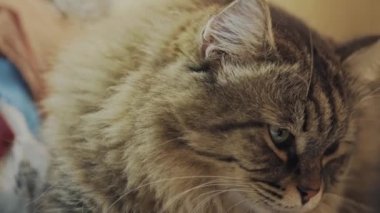 Çizgili kedi yalan söylüyor ve dudaklarını yalıyor..
