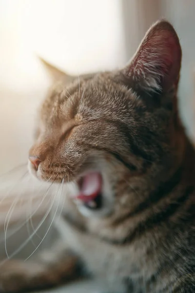 Tabby pussycat yawns. — Stock Photo, Image