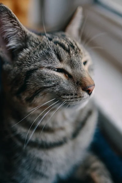 Tabby pussycat se sienta cerca del alféizar de la ventana. — Foto de Stock