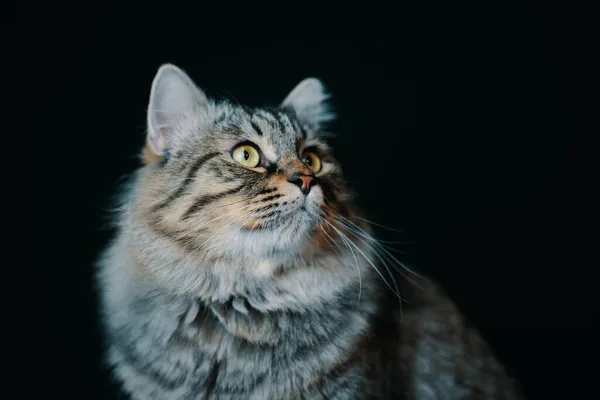 Randig fluffiga katten. — Stockfoto