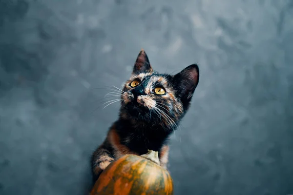 Cat and pumpkin on a dark blue textured background. — Stock Photo, Image