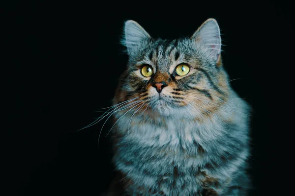 Striped fluffy cat. — Stock Photo, Image