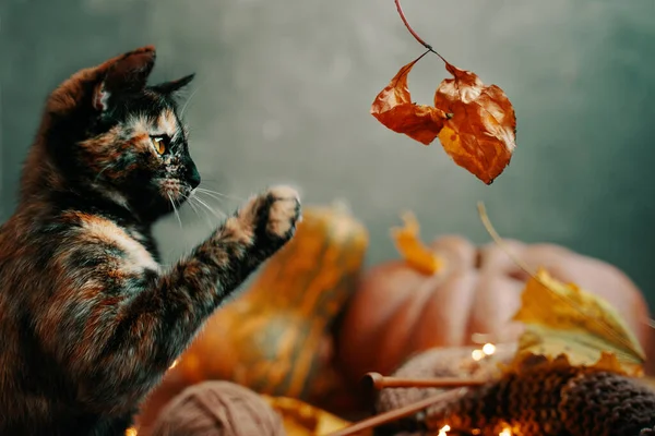 Cute colorful cat playing with a dry autumn leaf. — Stock Photo, Image