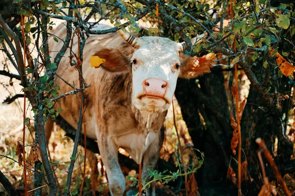 Корова з вушними тегами . — стокове фото