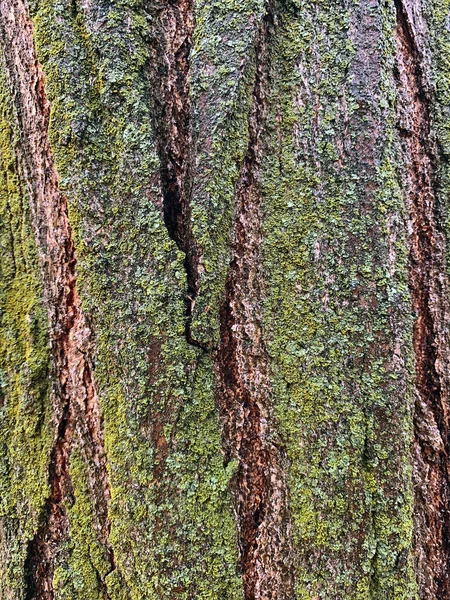 Träd bark struktur. — Stockfoto
