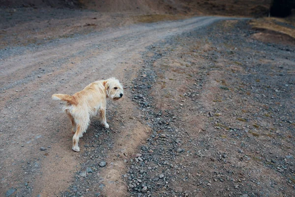 Köpek yürüyüş. — Stok fotoğraf