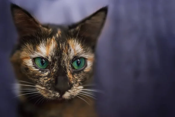 Piccolo gatto con occhi verdi primo piano. — Foto Stock