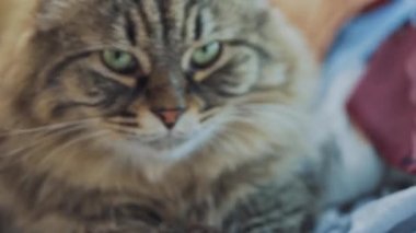 Yumuşak kedi pençelerini yıkıyor..